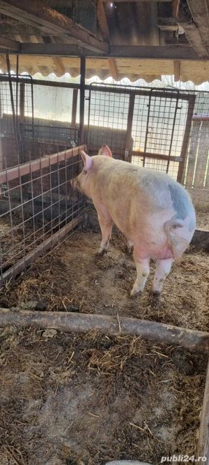 Porc marele alb de vanzare - imagine 3