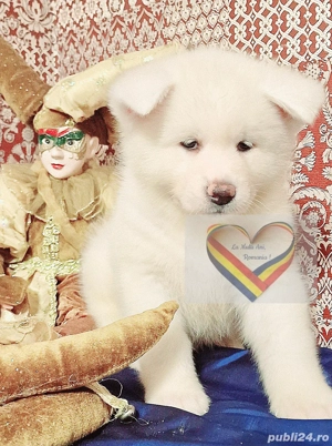 Puiuti Akita Pedigree - imagine 4