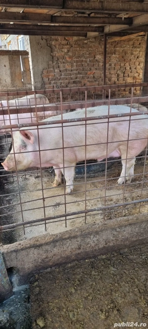 Porc marele alb de vanzare