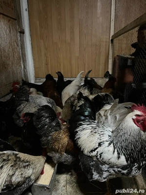 Cocosi tineri din luna martie  - imagine 5