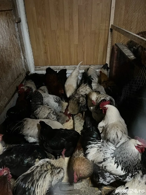 Cocosi tineri din luna martie  - imagine 3