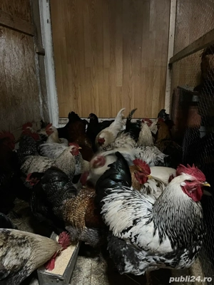 Cocosi tineri din luna martie  - imagine 4