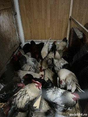 Cocosi tineri din luna martie 