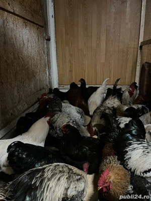 Cocosi tineri din luna martie  - imagine 2