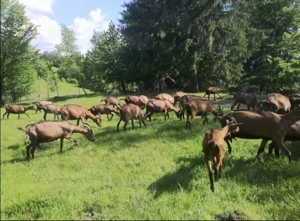 Vând sau schimb cu auto , vițele, vaci