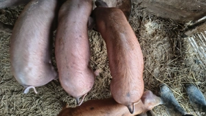 vand purcei duroc - imagine 5