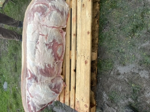 Porc pentru sacrificat - imagine 3