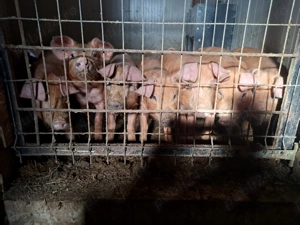 Purcei si purcele Duroc