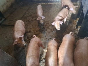Purcei si purcele Duroc - imagine 2
