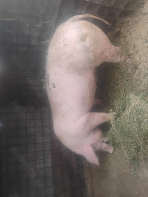 Vând porci - imagine 5