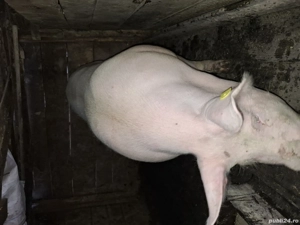 vând porc de Crăciun  - imagine 2