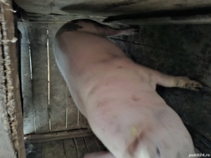 vând porc de Crăciun  - imagine 4