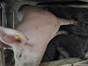 vând porc de Crăciun  - imagine 3