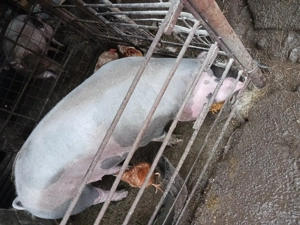 Vind porci  crescuți în gospodărie cu furaje naturale  - imagine 2