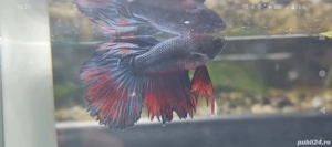 Masculi Betta pesti acvariu superbi