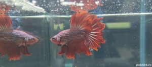 Masculi Betta pesti acvariu superbi - imagine 2