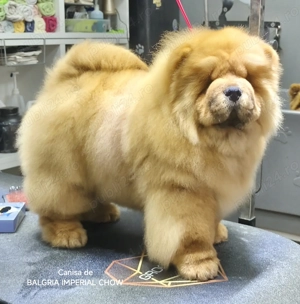 Mascul Chow Chow cu Pedigree