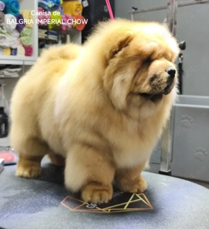 Mascul Chow Chow cu Pedigree - imagine 3