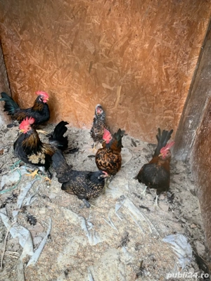 vand 3 perechi de gainuse americane - imagine 3