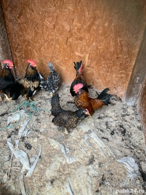 vand 3 perechi de gainuse americane - imagine 2