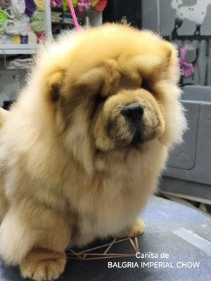 Mascul Chow Chow cu Pedigree - imagine 4