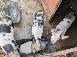 Vând Purcei minim 40kg bucata