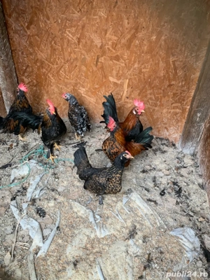 vand 3 perechi de gainuse americane