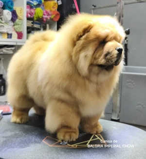 Mascul Chow Chow cu Pedigree - imagine 2