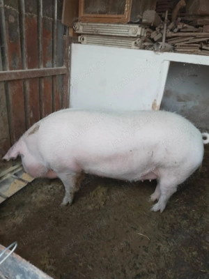 Vand porc pentru sacrificat