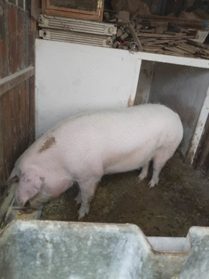 Vand porc pentru sacrificat - imagine 2