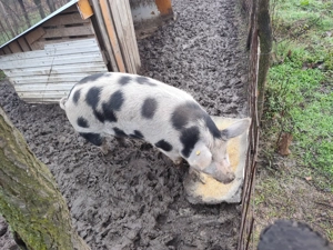 Vând porc aproximativ 160-180 kg. Crescuta 100% natural. - imagine 2