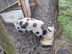 Vând porc aproximativ 160-180 kg. Crescuta 100% natural. - imagine 3