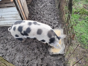 Vând porc aproximativ 160-180 kg. Crescuta 100% natural.