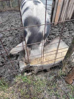 Vând porc aproximativ 160-180 kg. Crescuta 100% natural. - imagine 4