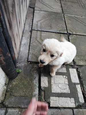 Cateluse Golden Retriever  - imagine 4