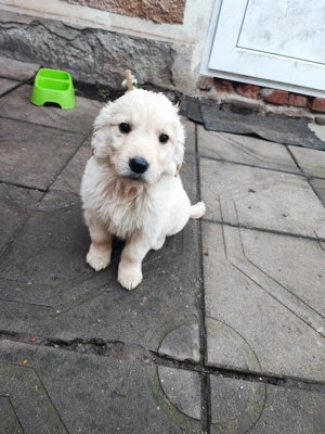 Cateluse Golden Retriever  - imagine 2