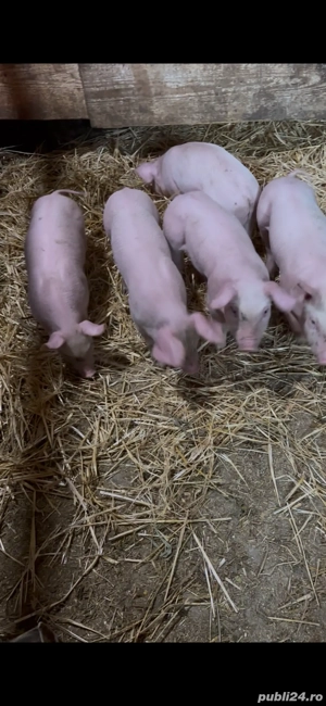 vand purcei de rasa - imagine 5