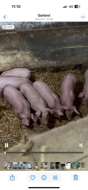 vand purcei de rasa - imagine 4