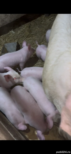 vand purcei de rasa - imagine 3