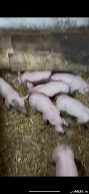 vand purcei de rasa - imagine 2