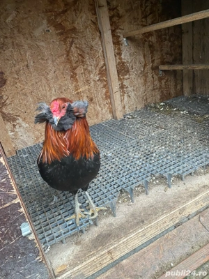 Araucana cocos - imagine 2