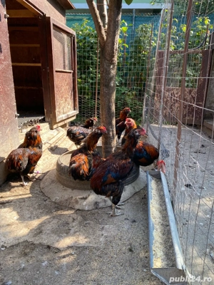 Araucana cocos - imagine 5