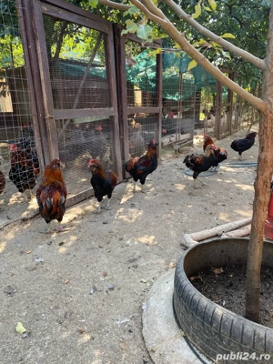 Araucana cocos - imagine 4