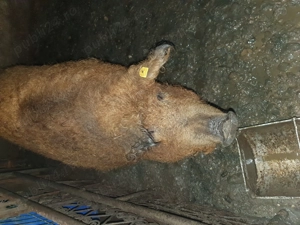 Mangalita roșu  - imagine 2