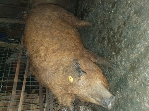 Mangalita roșu  - imagine 3