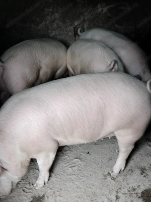 Porci de vânzare 