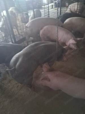 Vând porci - imagine 4