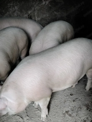 Porci de vânzare  - imagine 2