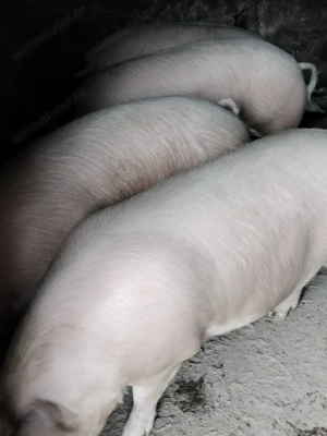 Porci de vânzare  - imagine 3