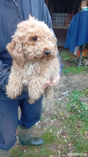 Femela canish(pudel)